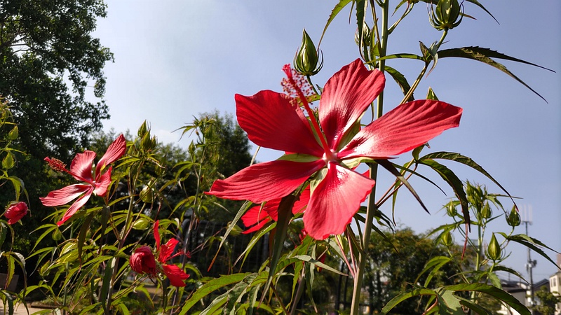 モミジアオイの花 川崎市幸区さいわいふるさと公園