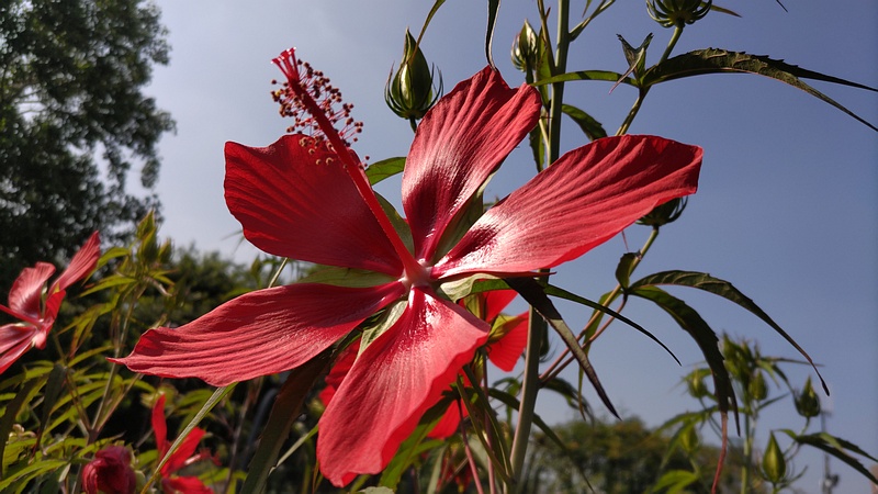 モミジアオイの花 川崎市幸区さいわいふるさと公園