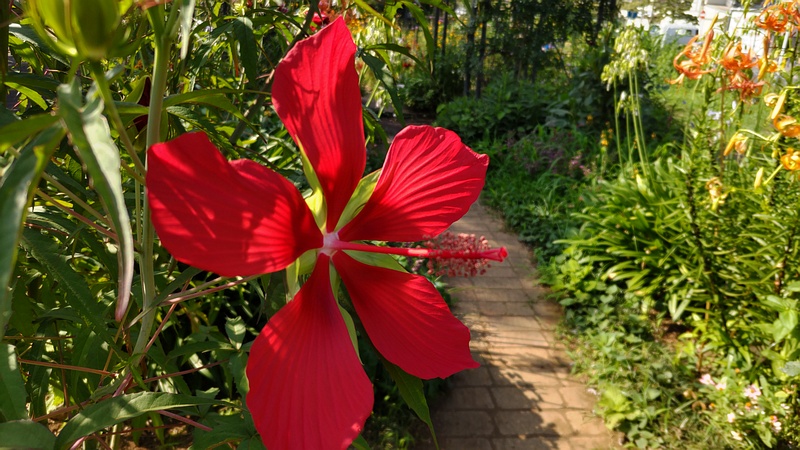 モミジアオイの花 川崎市幸区さいわいふるさと公園