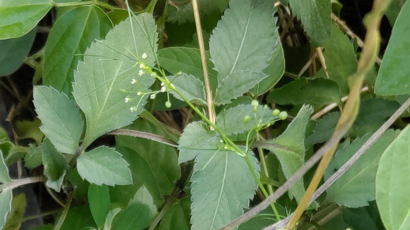 コメツブヤエムグラ 川崎市幸区さいわいふるさと公園