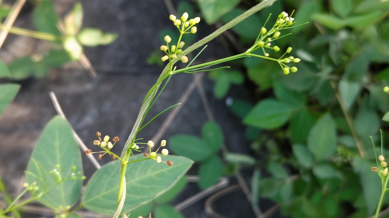 コメツブヤエムグラ 川崎市幸区さいわいふるさと公園