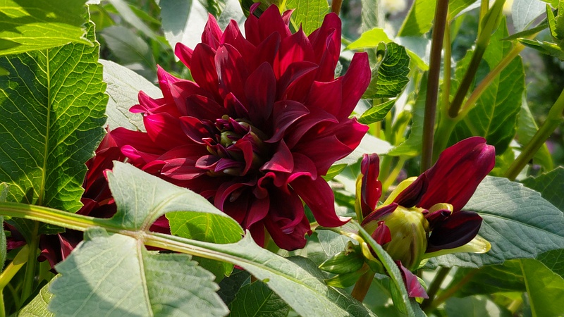 ダリアの花 川崎市幸区さいわいふるさと公園
