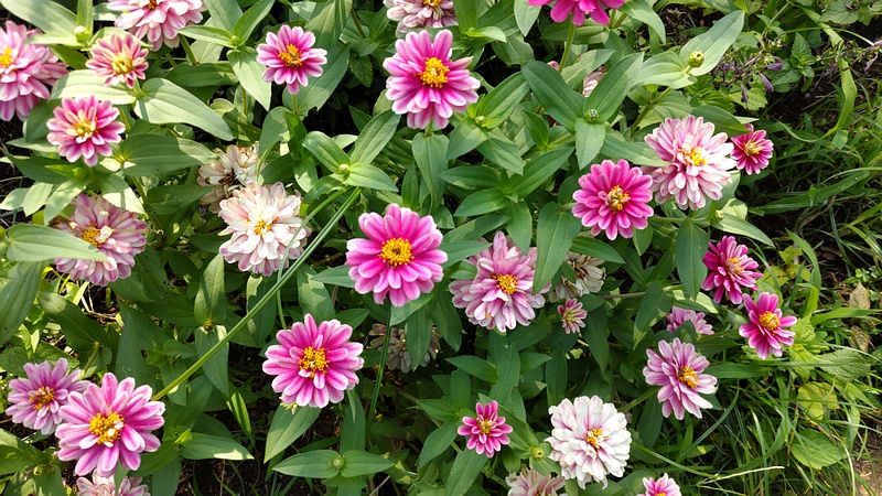 ヒャクニチソウの花 川崎市幸区さいわいふるさと公園