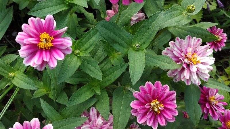 ヒャクニチソウの花 川崎市幸区さいわいふるさと公園