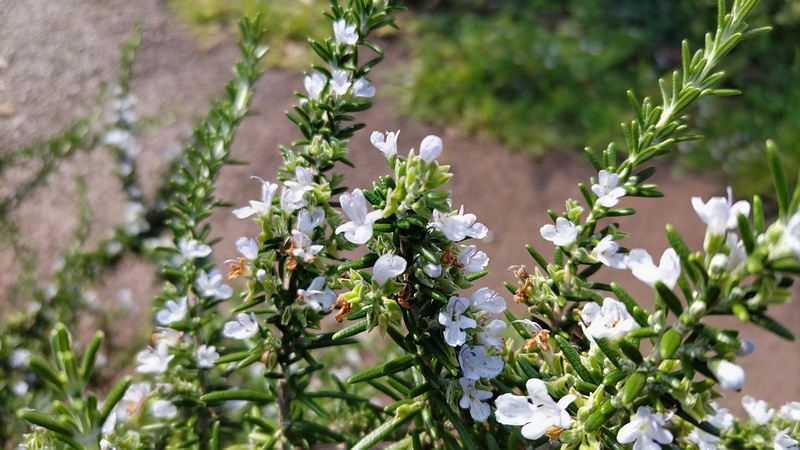 ローズマリーの花 川崎市幸区さいわいふるさと公園