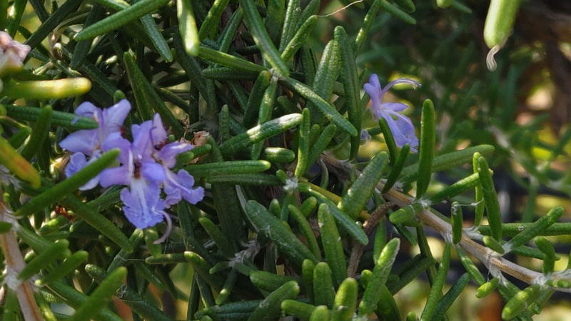 ローズマリーの花 川崎市幸区さいわいふるさと公園