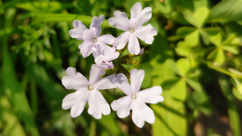 ビジョザクラの花 川崎市幸区さいわいふるさと公園