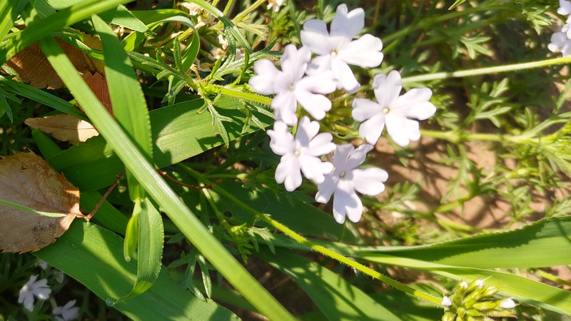 ビジョザクラの花 川崎市幸区さいわいふるさと公園