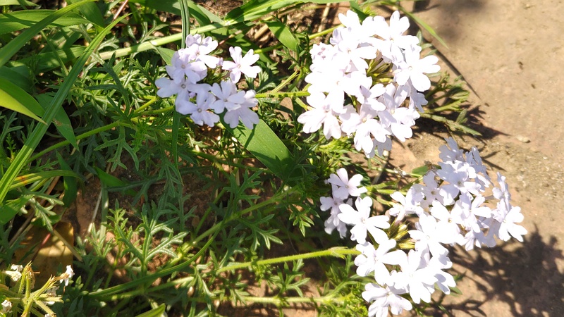 ビジョザクラの花 川崎市幸区さいわいふるさと公園