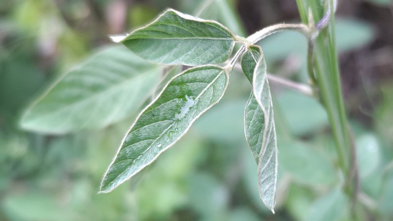 ミヤギノハギ 川崎市幸区さいわいふるさと公園