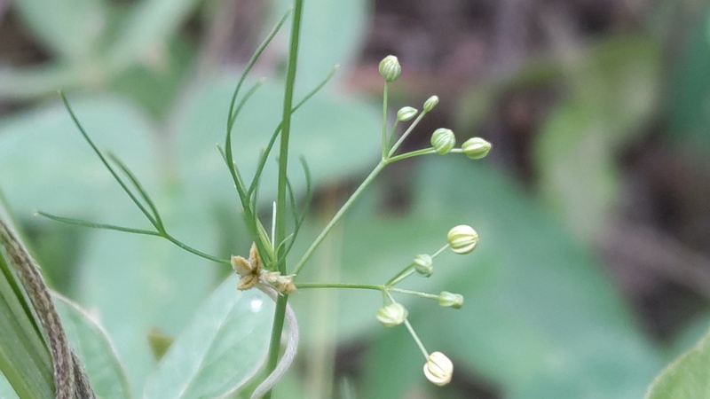 コメツブヤエムグラ 川崎市幸区さいわいふるさと公園