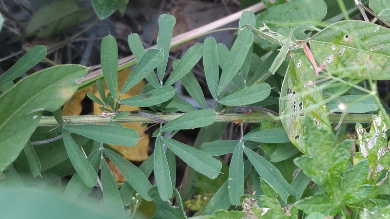メドハギ 川崎市幸区さいわいふるさと公園