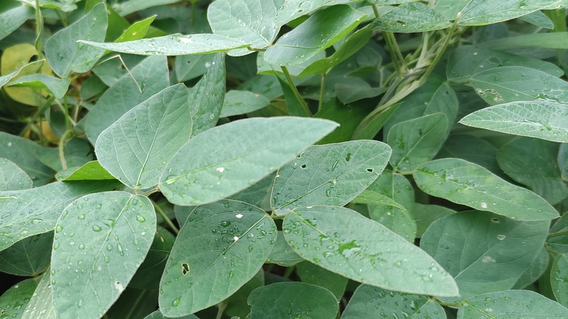 ミヤギノハギ 川崎市幸区さいわいふるさと公園