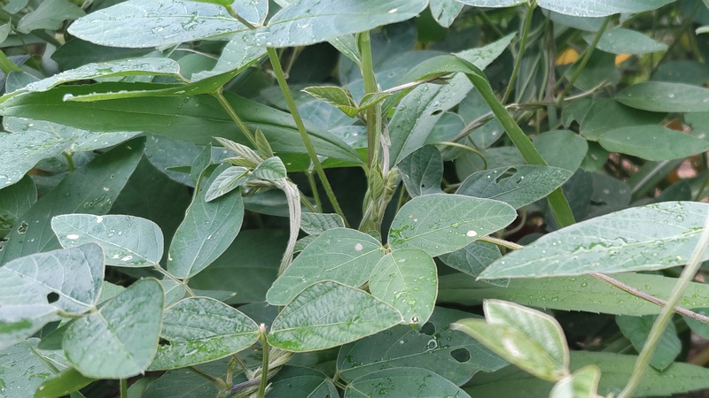 ミヤギノハギ 川崎市幸区さいわいふるさと公園