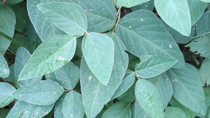 ミヤギノハギ 川崎市幸区さいわいふるさと公園