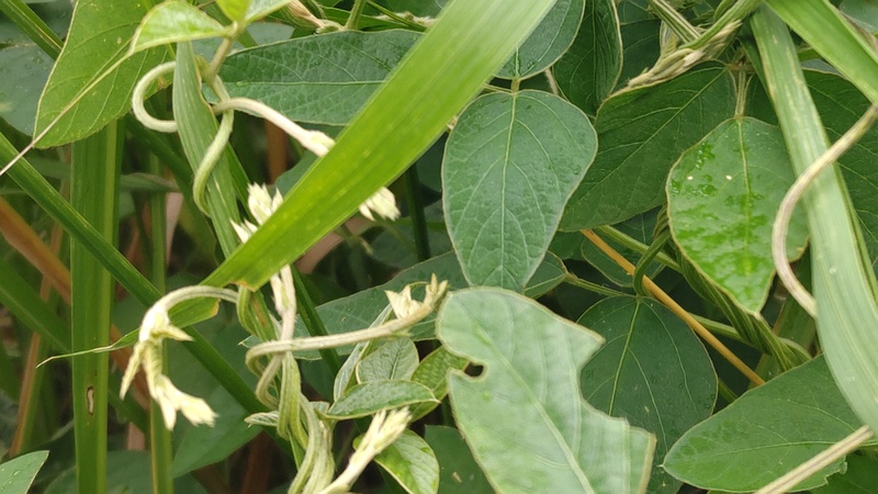 ミヤギノハギ 川崎市幸区さいわいふるさと公園