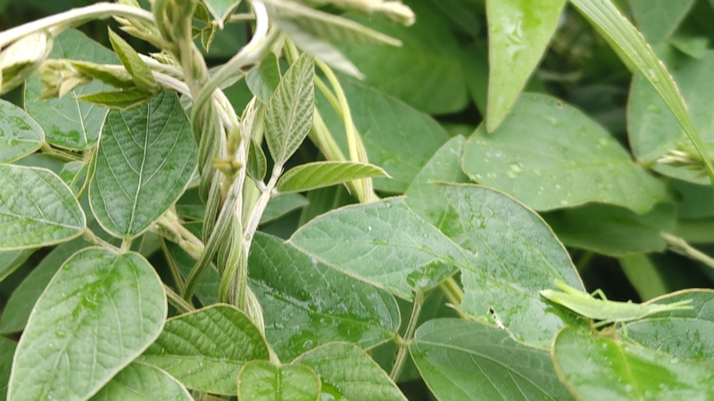 ミヤギノハギとオンブバッタ 川崎市幸区さいわいふるさと公園