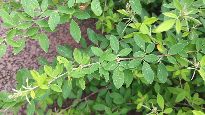 ミヤギノハギ 川崎市幸区さいわいふるさと公園