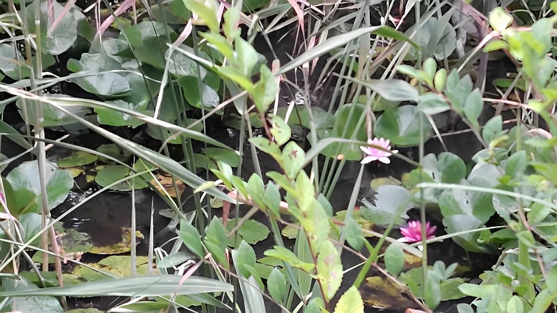 スイレンの花 川崎市幸区さいわいふるさと公園