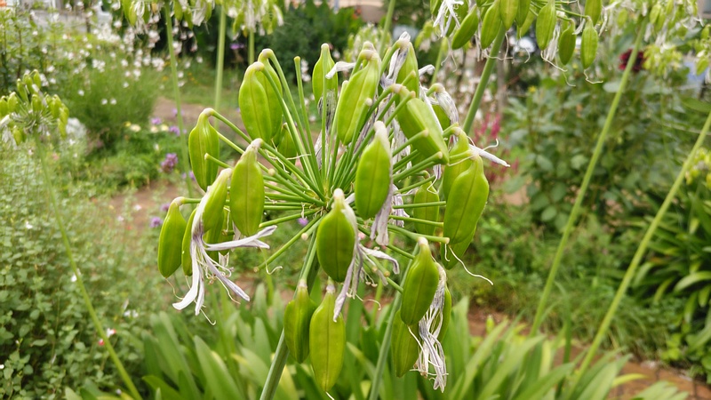 ムラサキクンシランの若い果実 川崎市幸区さいわいふるさと公園