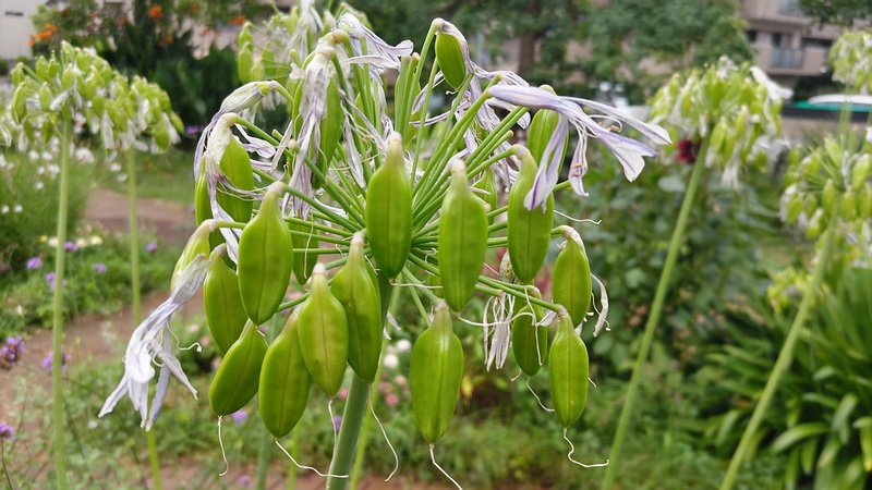 ムラサキクンシランの若い果実 川崎市幸区さいわいふるさと公園