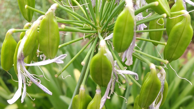 ムラサキクンシランの若い果実 川崎市幸区さいわいふるさと公園