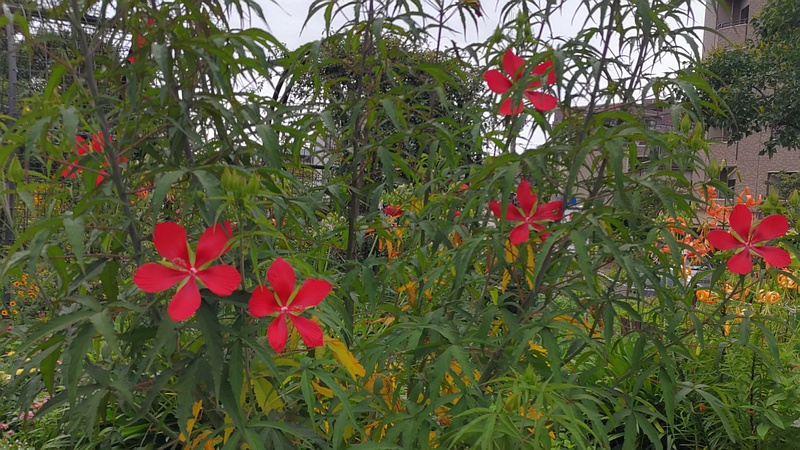モミジアオイの花 川崎市幸区さいわいふるさと公園