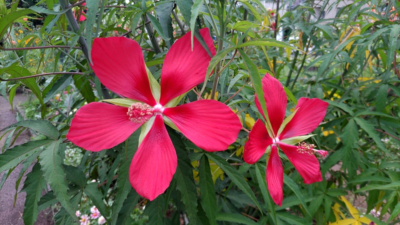 モミジアオイの花 川崎市幸区さいわいふるさと公園