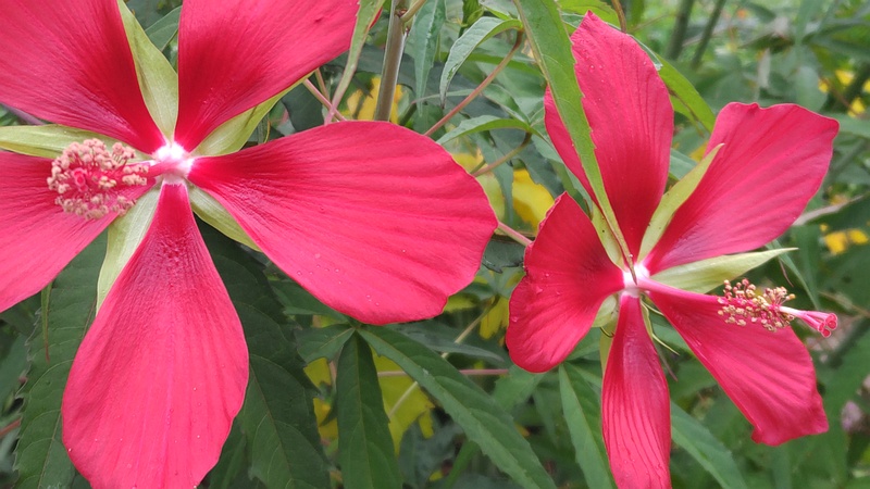 モミジアオイの花 川崎市幸区さいわいふるさと公園