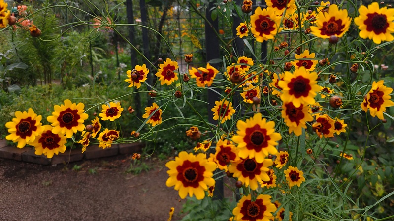 ハルシャギクの花 川崎市幸区さいわいふるさと公園