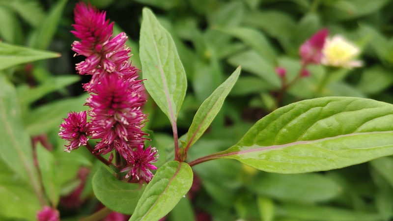 ケイトウの花 川崎市幸区さいわいふるさと公園