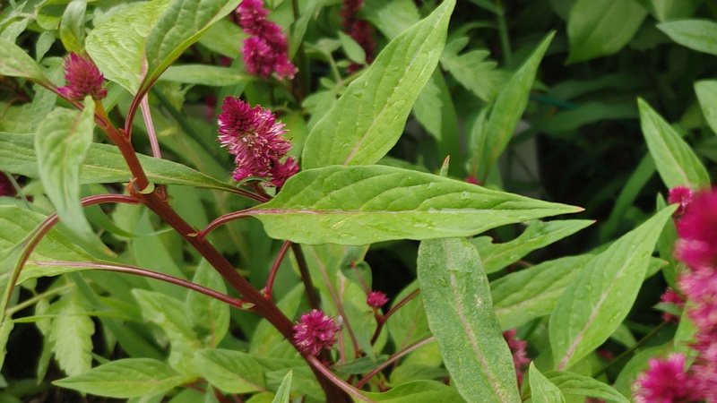ケイトウの花 川崎市幸区さいわいふるさと公園
