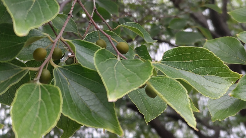 エノキの果実 川崎市幸区