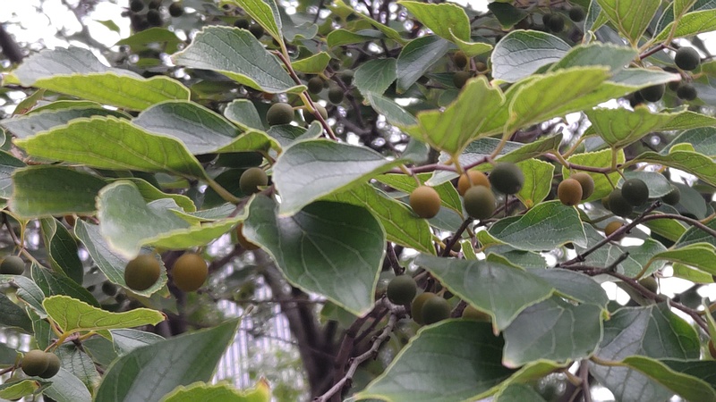 エノキの果実 川崎市幸区