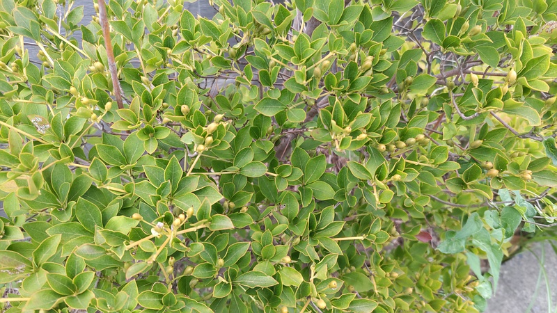 ドウダンツツジの果実 川崎市幸区