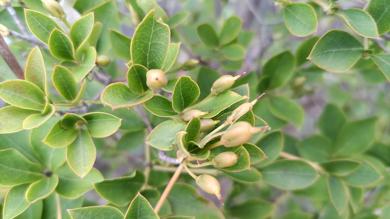 ドウダンツツジの果実 川崎市幸区