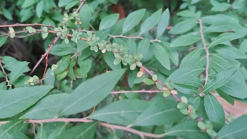 ユキヤナギ 川崎市幸区さいわいふるさと公園
