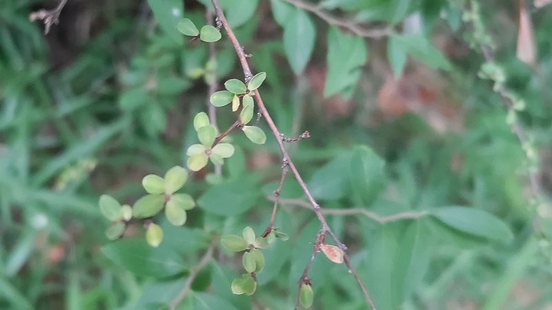 ユキヤナギ 川崎市幸区さいわいふるさと公園