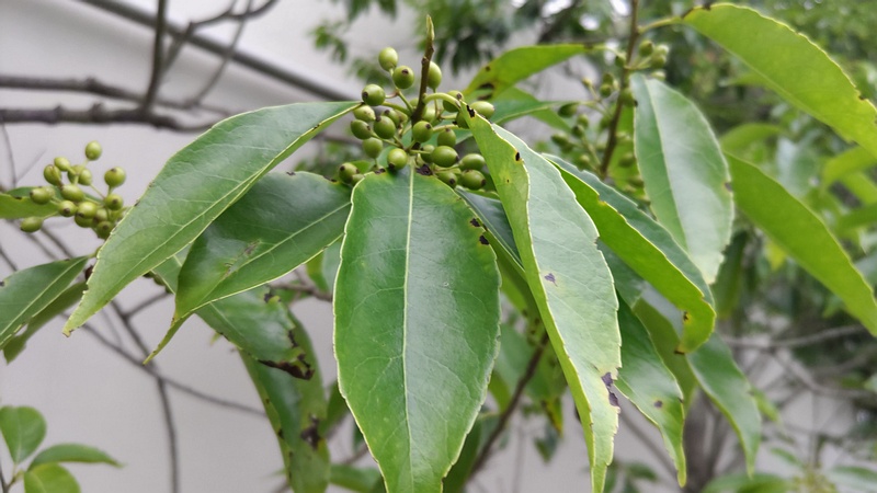 ナナミノキの果実 川崎市幸区