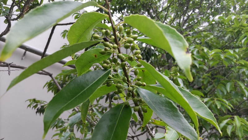 ナナミノキの果実 川崎市幸区