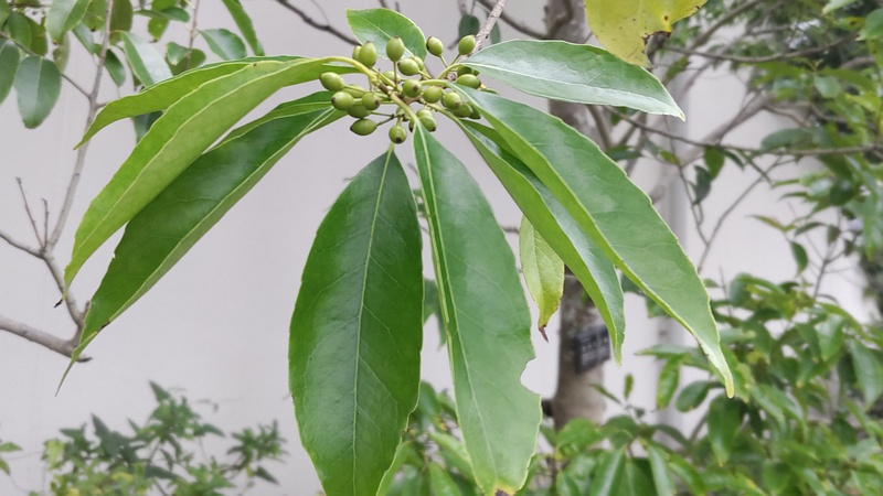 ナナミノキの果実 川崎市幸区
