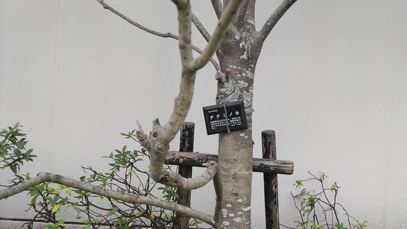 ナナミノキの果実 川崎市幸区
