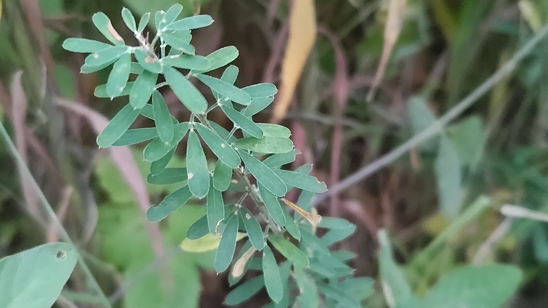 メドハギ 川崎市幸区さいわいふるさと公園