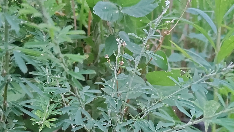 メドハギ 川崎市幸区さいわいふるさと公園