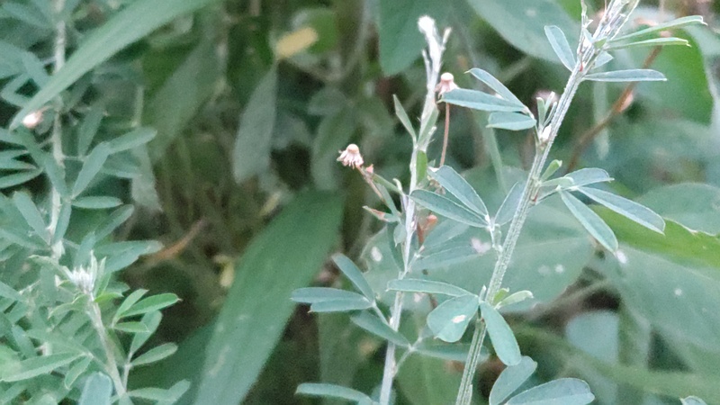 メドハギ 川崎市幸区さいわいふるさと公園