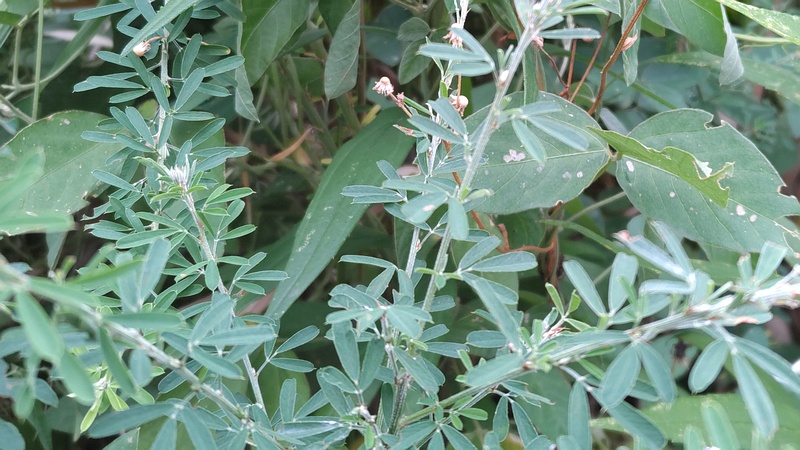 メドハギ 川崎市幸区さいわいふるさと公園