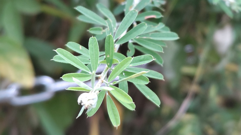 メドハギ 川崎市幸区さいわいふるさと公園