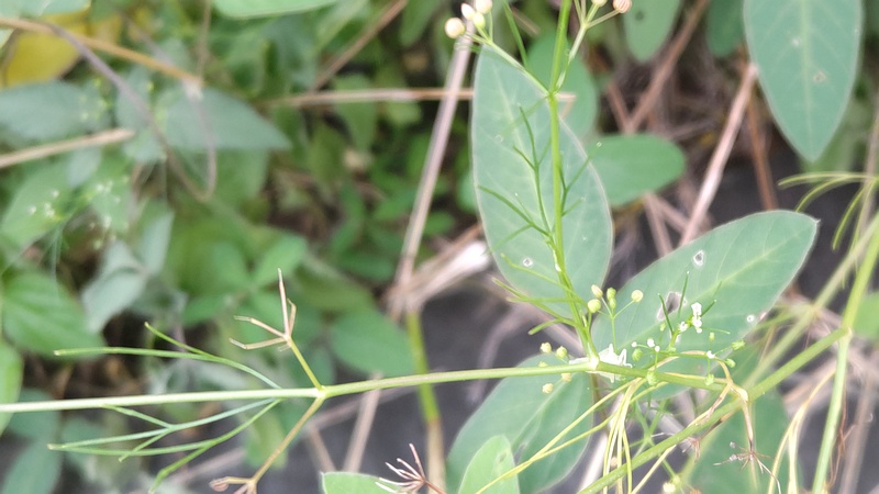 コメツブヤエムグラ 川崎市幸区さいわいふるさと公園