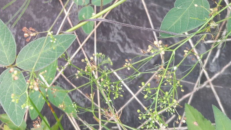 コメツブヤエムグラ 川崎市幸区さいわいふるさと公園