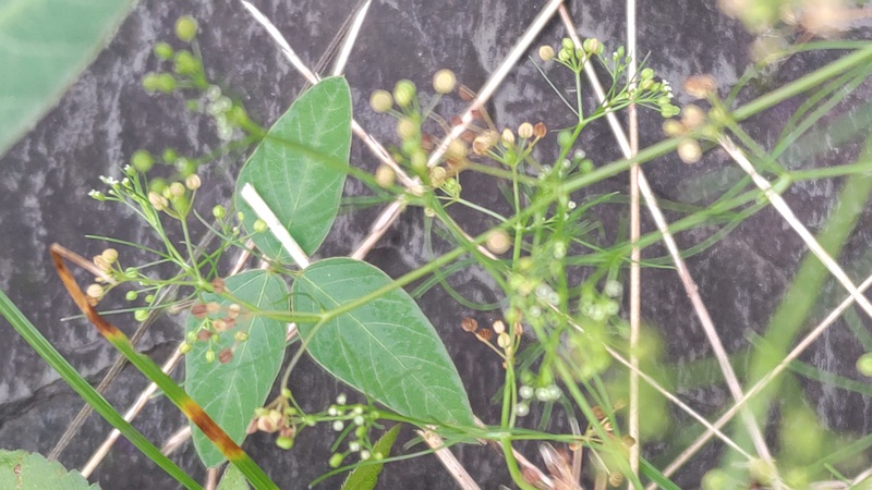 コメツブヤエムグラ 川崎市幸区さいわいふるさと公園